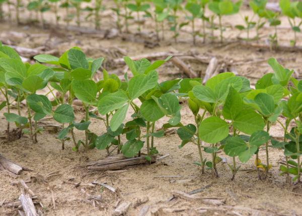 The majority of Mississippi’s more than 2 million-acre 2024 soybean crop has been planted, and to date, most is in good to excellent condition. (Photo by MSU Extension Service/Kevin Hudson)