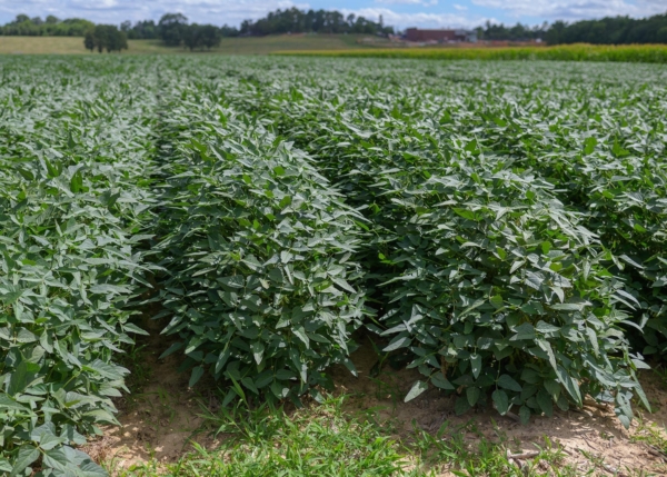 Current market factors have conspired against soybeans, pushing prices about $2 a bushel lower than they were in May. (Photo by MSU Extension Service/Kevin Hudson)