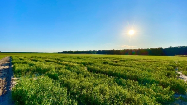 Clemson University has received a $2 million grant from the USDA to create short-season organic chickpea cultivars suited for the Southeast.