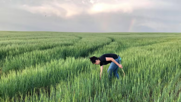 Dr. Reem Aboukhaddour analyzes a wheat field near Lethbridge, Alta. She is leading a research team under Agriculture and Agri-Food Canada trying to understand more about how a disease called tan spot spreads and infects crops. (Agriculture and Agri-Food Canada)