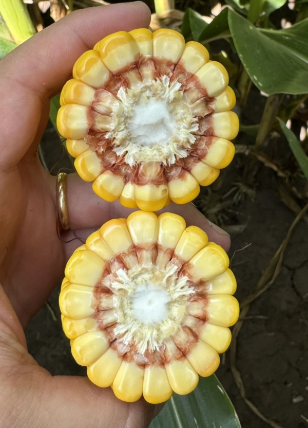 Crown rot can limit ear size, as demonstrated by this infected (top) versus healthy ear comparison.
