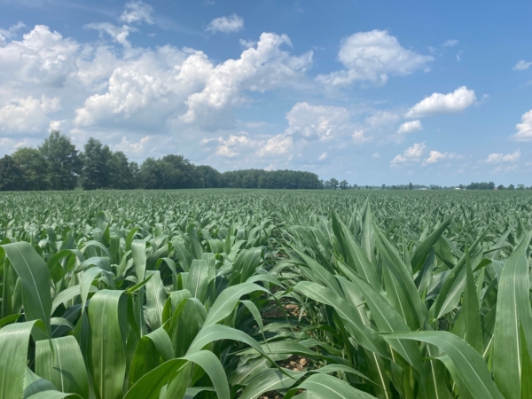 Ohio fields planted in early May are marked by uneven tomahawk roots, but corn planted the third week of May (pictured) looks great, with near-perfect stands, says AgriGold Agronomist Scott Bugg.