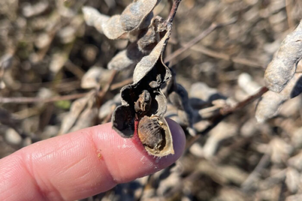 Figure 1. Brown, deformed seeds were observed once moisture receded. (Image by Blake Barlow, Missouri Soybean Merchandising Council)