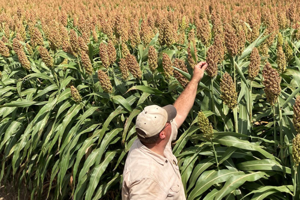 Purdue University Extension will host Forage Sorghum Field Day on Sept. 10 at the Feldun-Purdue Ag Center in Bedford, Indiana. Interested participants should register by Sept. 5. (Photo provided by Keith Johnson)