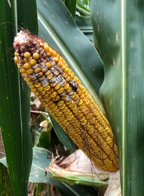 Planting into cold, wet soils can lead to a fusarium infection that causes issues like crown rot or ear rot later in the season, warns LG Seeds Agronomist Dan Mitchell.