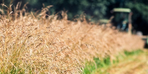 (Credit: Lynn Ketchum)