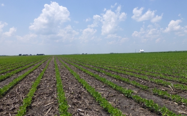 Soybeans seedlings. (Photo by Daren Mueller, Iowa State University)