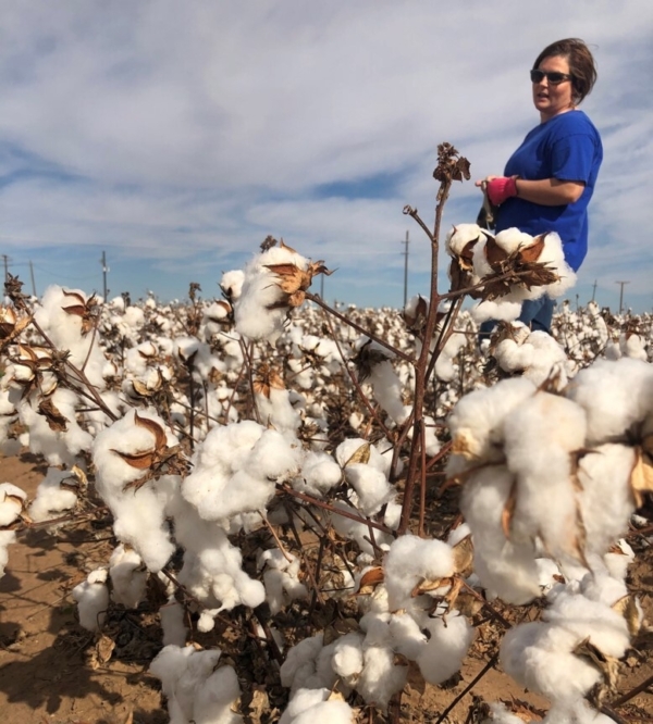 Carol Kelly, Ph.D., Texas A&M AgriLife Research cotton breeder at Lubbock, has been working in the program for more than 20 years. (Texas A&M AgriLife)