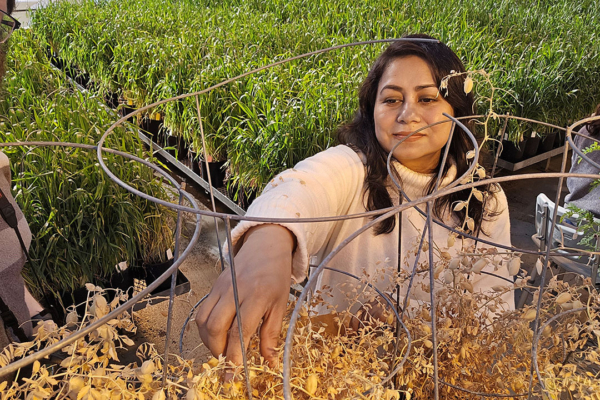 Dr. Tamanna Jahan (PhD) is a post-doctoral fellow in USask’s College of Agriculture and Bioresources and works throughout the year in the campus greenhouses. (Photo: Matt Olson)