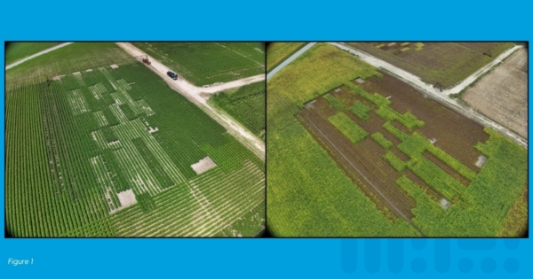 Figure 1: Soybean planted in mid-April and late May. In the left image, soybean planted in April has already canopied over the soil and can absorb more sunlight. On the right, soybean planted in May has not finished the reproductive cycle, and an early fall freeze could limit yields.