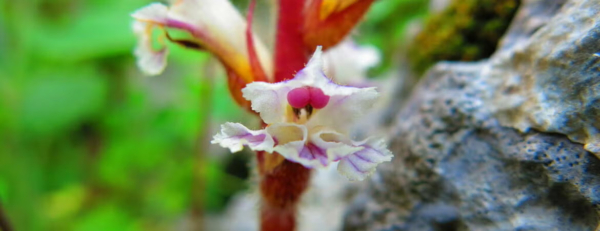 Broomrape parasitic plant. (Nachman Bones)