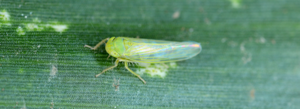 Alfalfa and Johnsongrass serve as alternate hosts for the corn leafhopper, says K-State plant pathologist Rodrigo Onofre.