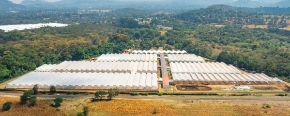 Seed Today | Enza Zaden Opens New Production Hub in Tanzania
