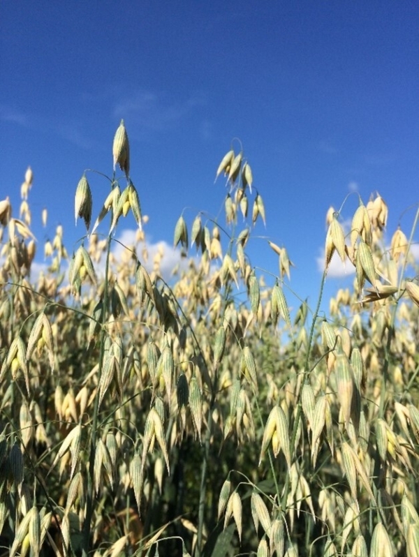 Project aim to produce yield-stable oat varieties.