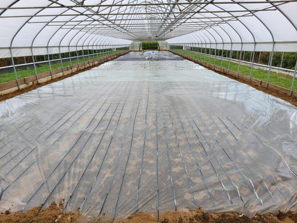 In anaerobic soil disinfestation, after organic amendments are mixed in, the soil is irrigated to saturation and covered with impermeable plastic, as shown here, creating no-oxygen conditions that suppress weeds. (Credit: Francesco Di Gioia/Penn State)
