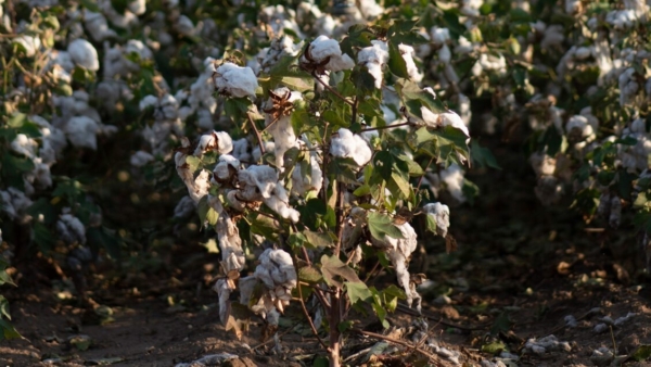 Most South Carolina cotton fields have open bolls which most likely will be affected by rain from Hurricane Helene.