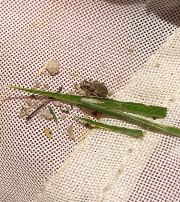 When adult rice water weevils are present, scarring can often be found on rice leaves. However, the real damage is being done below the surface by rice water weevil larvae. (Division of Agriculture photo.)