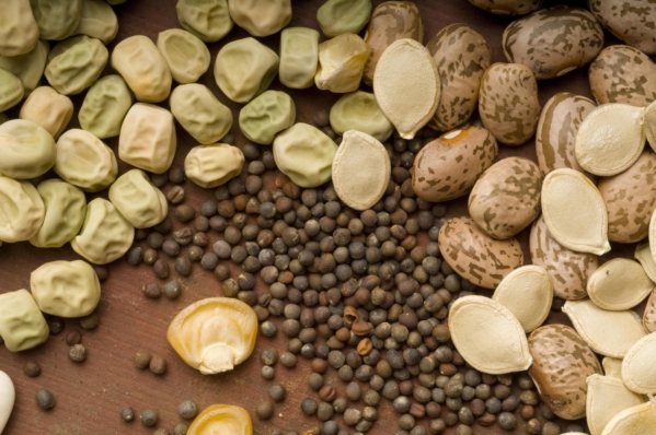 Assorted vegetable seed-(clockwise) gasden pea, pinto dry bean, winter squash, broccoli (center, sweet corn. (Credit: Lynn Ketchum)
