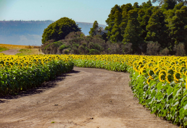 Farm track between sunflower fields using regenerative agriculture.