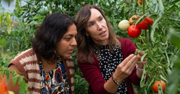 Purdue researchers Ankita Raturi (left) and Lori Hoagland (right) recently received a $3.5M grant with collaborators around the nation to develop new tools and strategies for tomato organic management and improvement. (Photo by Joshua Clark)
