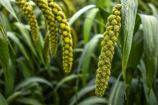 A close-up of a foxtail millet in Uganda. (FAO/Stuart Tibawesw)