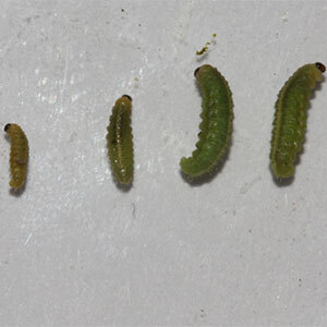 Alfalfa weevil in the larvae stage.