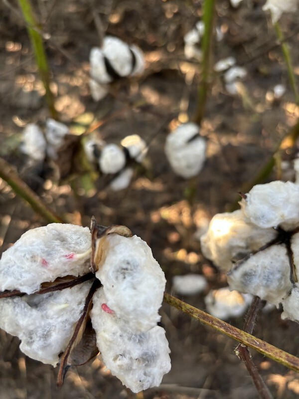 Cotton sprouted in Poinsett, Mississippi Counties as a result of rain from Tropical Storm Francine. (Image courtesy Christopher Cato)