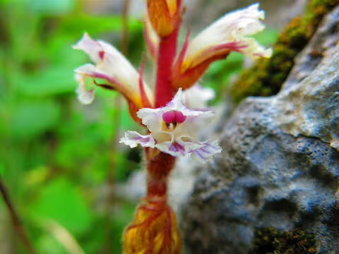Parasitic broomrape survives by siphoning nutrients from other plants. The pods on a single stock of it can hold thousands of seeds. (Nachman Bones/iNaturalist)
