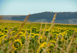 Sunflower field using regenerative agriculture practices.
