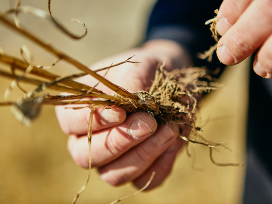 Montana State University professor Dave Weaver examines a wheat stem sample at a study plot near Amsterdam, MT. (MSU photo by Adrian Sanchez-Gonzalez)
