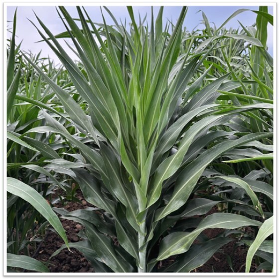 Sorghum is shown here growing at the University’s Experiment Station, which has been central to developing the innovative varieties and plays a key role in supporting agricultural research at the College of Agriculture, Biotechnology & Natural Resources. (Photo by Melinda Yerka)