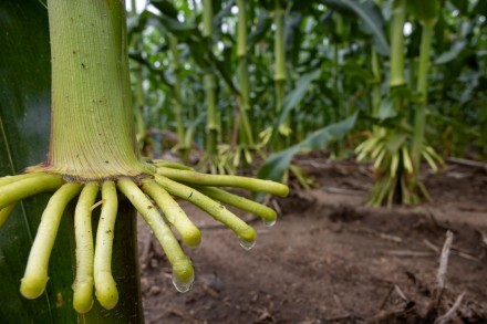 Mucilage is seen on the aerial roots of corn plants in a research field at Hancock Agricultural Research Station in Hancock, Wis. Photo courtesy of Michael P. King/University of Wisconsin-Madison.
