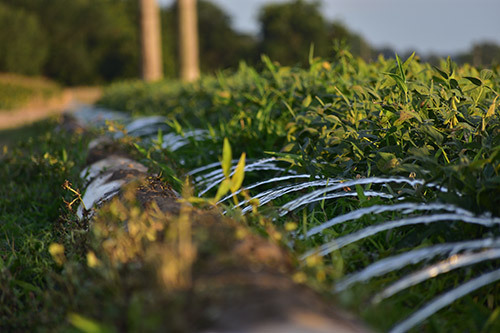AI-based irrigation tools communicate with a smartphone app to help farmers make 
irrigation decisions based on real-time data. Photo by Jacob Rix.