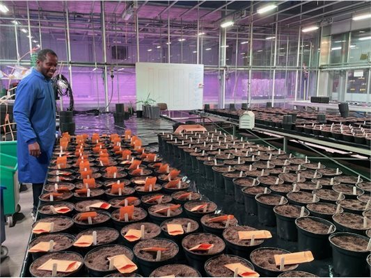 Prof Ansah at University of Nottingham glasshouse facility. Image courtesy of University of Nottingham.