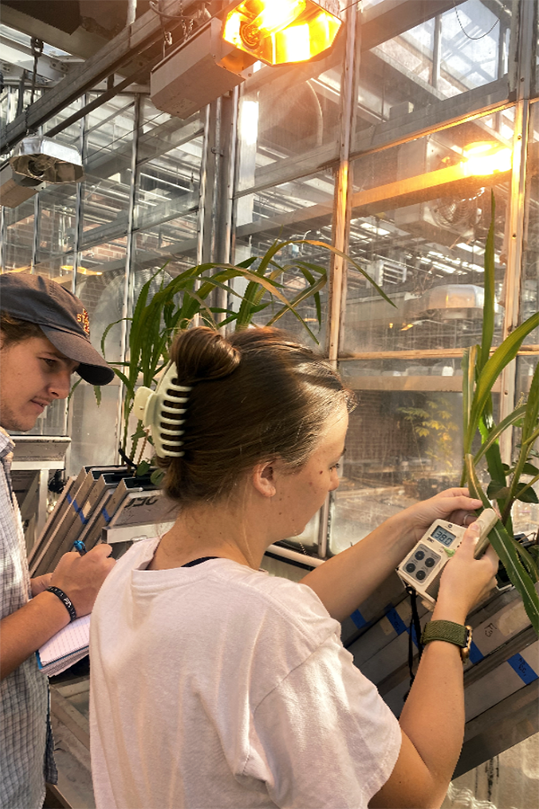 Agronomy students Joao Freiria and Allison Lynch using sensors to conduct research on intercropping corn and soybean plants. Image courtesy of Iowa State University.