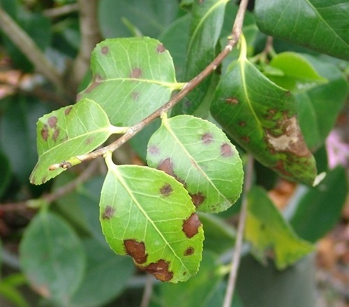 A Camellia plant infected with Phytophthora nemorosa, which causes leaf blight. Image courtesy of Nik Grunwald, ARS plant pathologist.