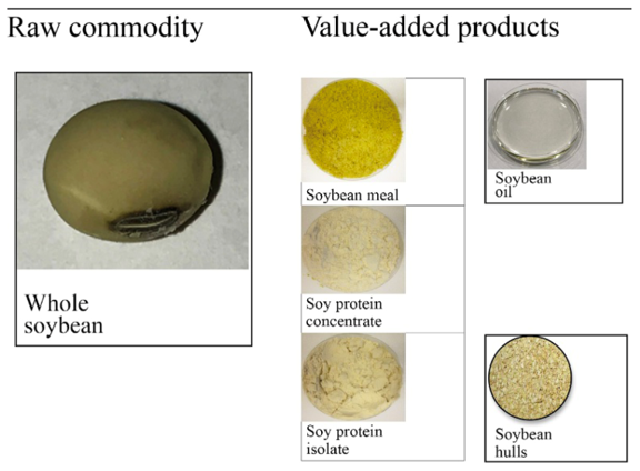 Figure 2
Some key products manufactured from the soybean include various protein meals (for animal feeds and other industrial applications0 as well as soybean oil (for human foods, biodiesel, industrial products and animal feeds).