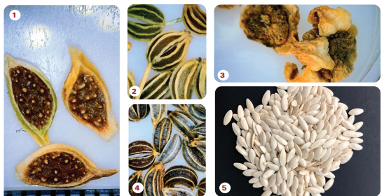 Clear photos can be a useful tool for both laboratories and customers to identify contaminants 
and to work together to find solutions. Images courtesy of Quinn Gillespie
1) ranunculus muricatus, 2) conium maculatum, 3) beet, 4) petroselinum crispum, 5) cucumber