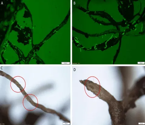Microscopy images of PET fibers on the external surface of the plant roots. Photo credit: Griffith University.