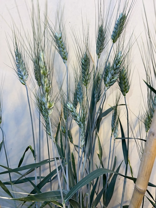 USDA Morris. Image courtesy of the USDA ARS.