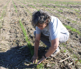 At the Bradford Research Farm, Kerry Clark examines the cover crops she planted this past fall. Photo credit: Ainur Aibyek, University of Missouri.