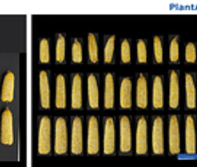 Photo credit: PlantArcBio.