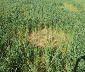 Image courtesy of CSIRO.