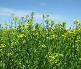 Bayer and BP have entered a long-term strategic alliance to jointly scale the crop camelina, under the brand name newgold. Photo credit: Bayer.