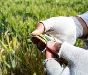 Lesions on wheat caused by Septoria tritici blotch on wheat in Toluca, Mexico. Image courtesy of CIMMYT / Alfonso Cortés.