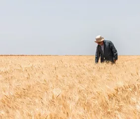 A farmer in a Jawahir Wheat Field in Morocco. Photo credit: Daoud Smakhou/Crop Trust.