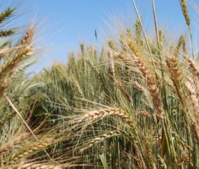 Wheat plants growing in the field. Photo credit: CIMMYT.