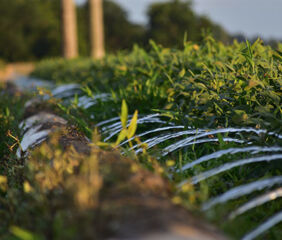 AI-based irrigation tools communicate with a smartphone app to help farmers make
irrigation decisions based on real-time data. Photo by Jacob Rix.