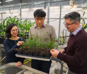 Image courtesy of the Donald Danforth Plant Science Center.