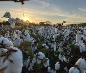Cotton field stands ready for harvest in Costa Rica. Photo credit: PROCOMER.